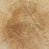 Holz